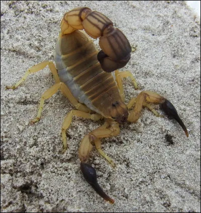 Cette espèce de scorpion est très mortelle pour l'homme, elle est responsable de la majorité des décès par piqûre en Afrique du Nord. Quel est son nom ?