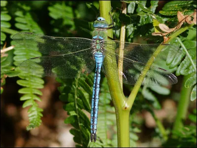 Quel est le nom de cette libellule ?