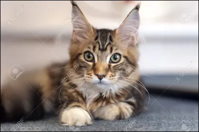 Quel est ton animal préféré ?