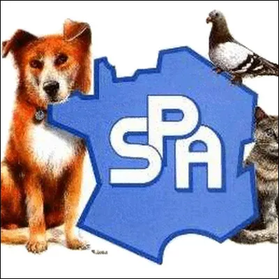 Savez-vous combien de chats et chiens sont abandonnés chaque été en France ?