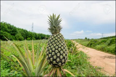 Quelle partie de lananas faut-il découper pour pouvoir avoir un nouvel ananas ?