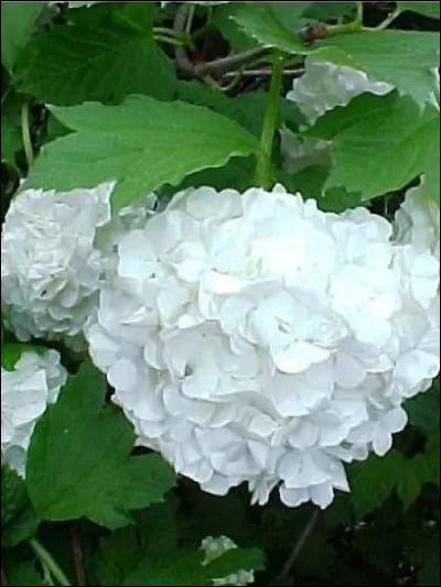 Quel est le véritable nom de l'arbuste appelé couramment "Boule de neige" ?