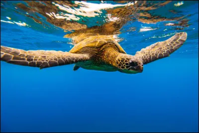 Comment appelle-t-on une tortue mâle ?