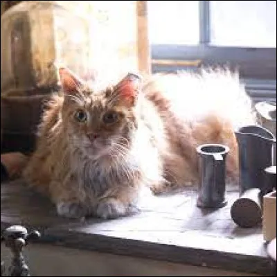 Et son chat s'appelle...