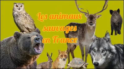 Quel est ton animal préféré ?