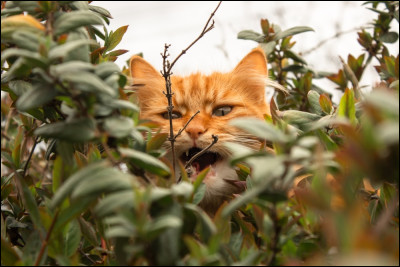 Lors de la d&eacute;couverte des fronti&egrave;res, tu vois Nuage Dor&eacute; (Patte Dor&eacute;e) t'observer dans un buisson, que fais-tu ?
