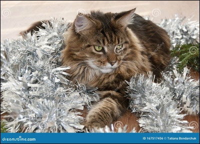 Plus tard, tu croises Nuage d'Hibiscus, un apprenti de ton clan. Que fais-tu ?