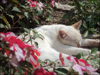 Une bataille &eacute;clate entre le Clan du Tonnerre et le Clan de la Rivi&egrave;re. Tu rentres au camp et cherches ta s�ur des yeux. Jolie Feuille, une guerri&egrave;re, t'annonce que ce traitre de Pelage Dor&eacute; (Patte Dor&eacute;e) a tu&eacute; Poil de Neige. Quelle est ta r&eacute;action ?