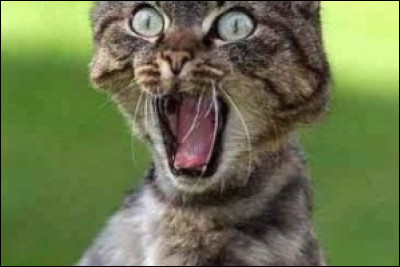 Ton mentor est Plume de Neige ! Comment r&eacute;agis-tu ?