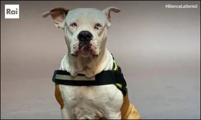 Comment Nello Carità appellerait-il son chien ?