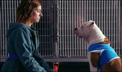 Qui est le vrai Polibomber ?