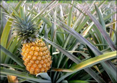 L'île regorge de merveilleux fruits.