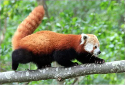 Pour finir, quel est le régime alimentaire du panda roux ?