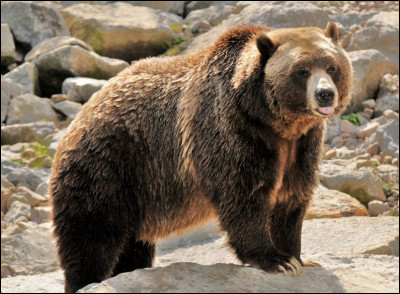 Combien existe-t-il d'espèces d'ours vivantes ?