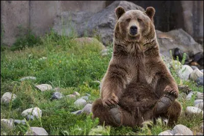 Quelle est l'espèce d'ours qui n'est quasiment que carnivore ?