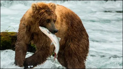 Qui a interprété "L'Ours" ?