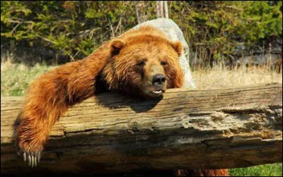 Quel a été le montant engagé en 2018 pour la protection des troupeaux liée à la prédation de lours ?