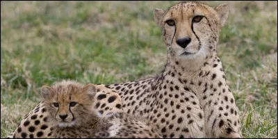 Quel est ton animal favori ?