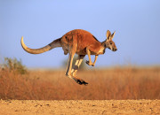 Quiz Les animaux d'Australie et de Nouvelle-Zlande