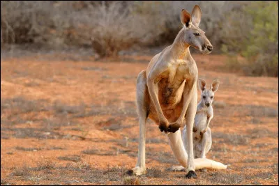 Facile, cet animal est très connu. Quel est son nom ?