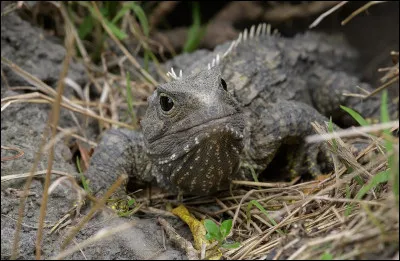Ce reptile est particulier, il possède un troisième il difficile à voir. De plus on le trouve seulement en Nouvelle-Zélande. Quel est son nom ?