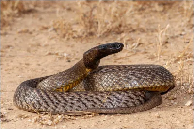 On ne rencontre ce serpent qu'en Australie, connaissez-vous son nom ?