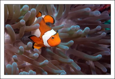 Dans la Grande barrière de corail on trouve de nombreux animaux marins comme ce poisson orange avec des rayures blanches, quel est son nom ?