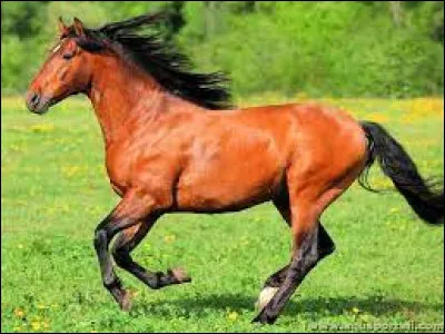 Un hippophile aime les chevaux.