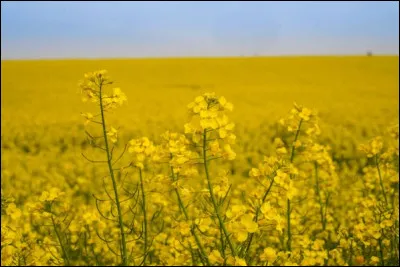Quelle est cette plante oléagineuse aux petites fleurs jaunes, cultivée en d'immenses champs ?