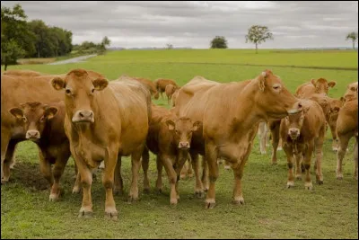 Laquelle de ces propositions désigne une race de vache ?