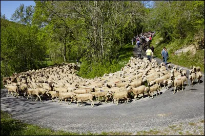 Quel nom donne-t-on à la migration du bétail de la plaine à la montagne et inversement ?