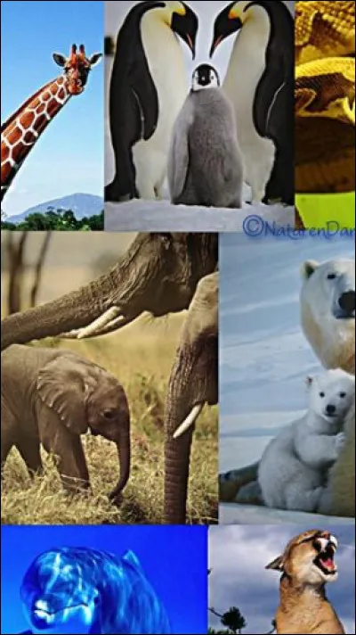 Quel est ton animal préféré ?