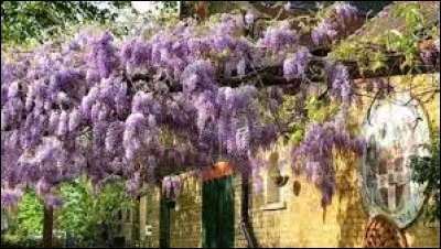 Plante à grappes de fleurs mauves :