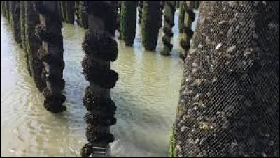 Élevage de mollusques