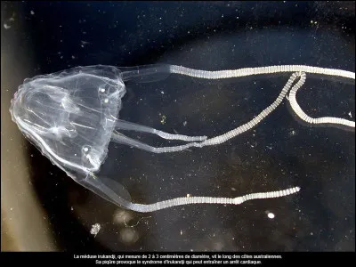 Il existe une espèce de méduses immortelles.