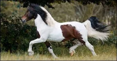 Quelle est cette race ?