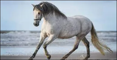 Quelle est cette race ?