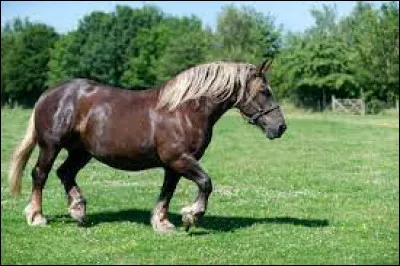 Quelle est cette race ?