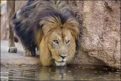 Est-ce un lion ou un tigre sur cette photo ?