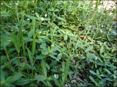 De quelle couleur est l'herbe ?