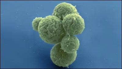 Nous avons plus de cellules bactériennes que de cellules humaines dans notre corps.