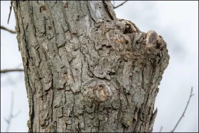 Un animal se cache sur la photo, identifiez le ?