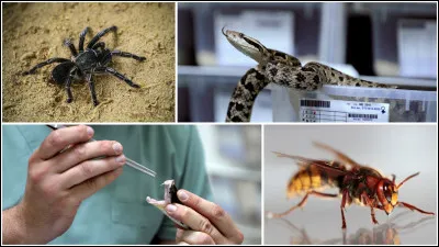 De ces trois animaux, lequel peut être vénéneux ?