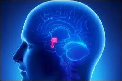 Glande située à la base du cerveau :