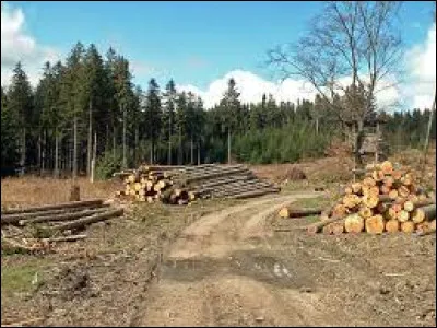 Exploitation des forêts :