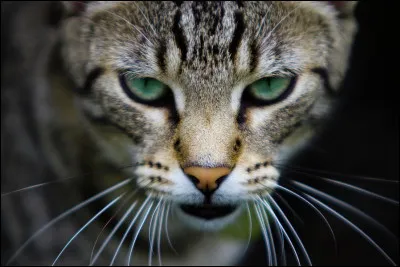 Quelle est la couleur de ton pelage ?