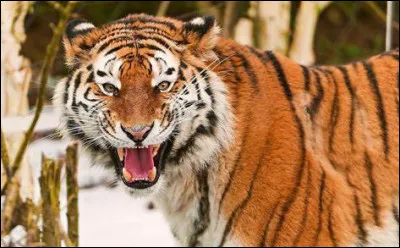 Combien existe-t-il de sous-espèces vivantes du tigre ?