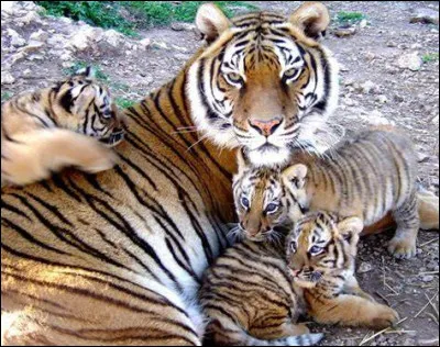 Qui s'occupe des petits ?