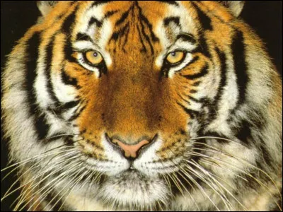 Comment se dit "tigre" en allemand ?