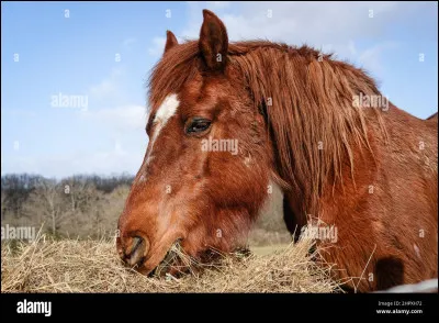Comment appelle-on la robe du cheval ci-dessus ?